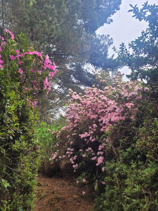 3 Bedroom Property for Sale in Hogsback Eastern Cape